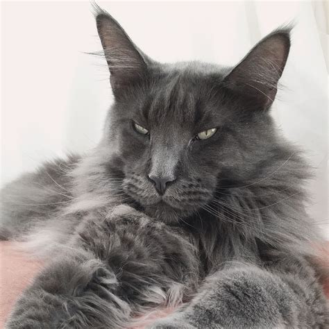 123 &183;3 weeks ago on GoKitty 2,500 Jai Silver Black Maine Coon Kitten Female Maine. . Maine coon cats for sale ohio